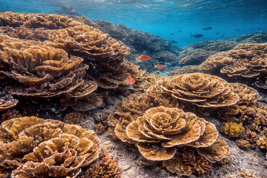 Ausflüge & Schnorcheln rund um Fulhadhoo